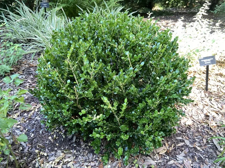 Buxus sinica var. insularis 'Winter Gem' | Brookgreen