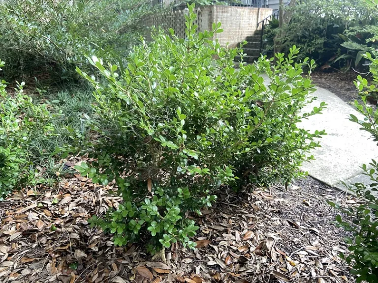 Buxus sinica var. insularis 'Wintergreen' | Brookgreen