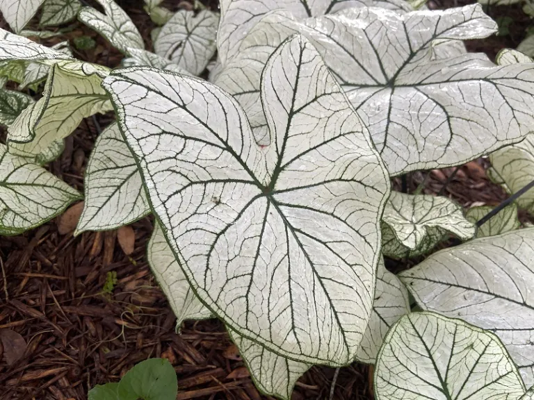 Caladium 'Candidum Senior' foliage