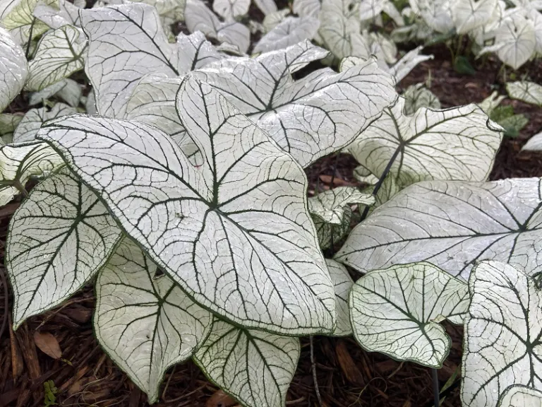 Caladium 'Candidum Senior' habit