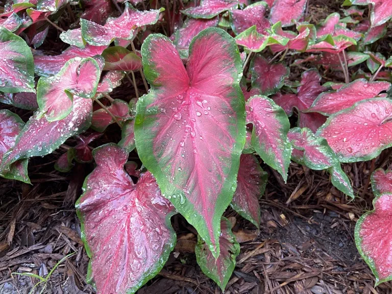 Caladium 'Postman Joyner' foliage