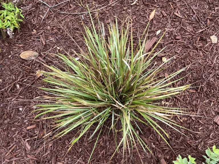 Calamagrostis ×acutiflora 'Karl Foerster' foliage