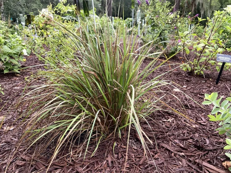 Calamagrostis ×acutiflora 'Karl Foerster' habit