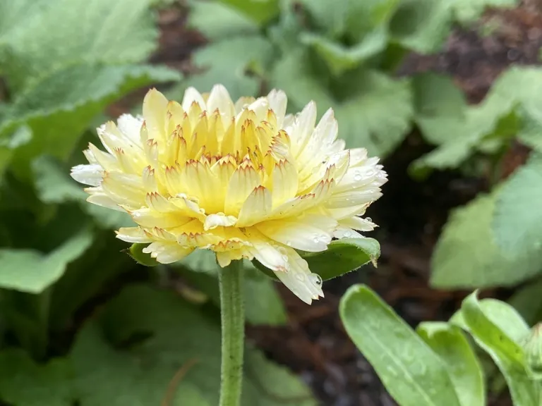 Calendula officinalis 'Ivory Princess' flower