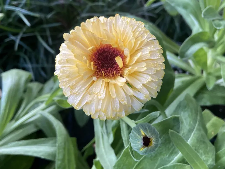 Calendula officinalis 'Pacific Apricot Beauty' flower