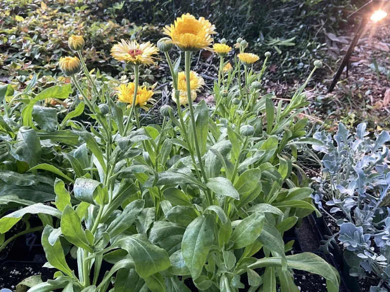 Calendula officinalis 'Pacific Apricot Beauty' flowering habit