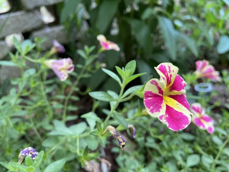 Calibrachoa 'USCALCHSTM' (Superbells® Holy Moly!®) flower