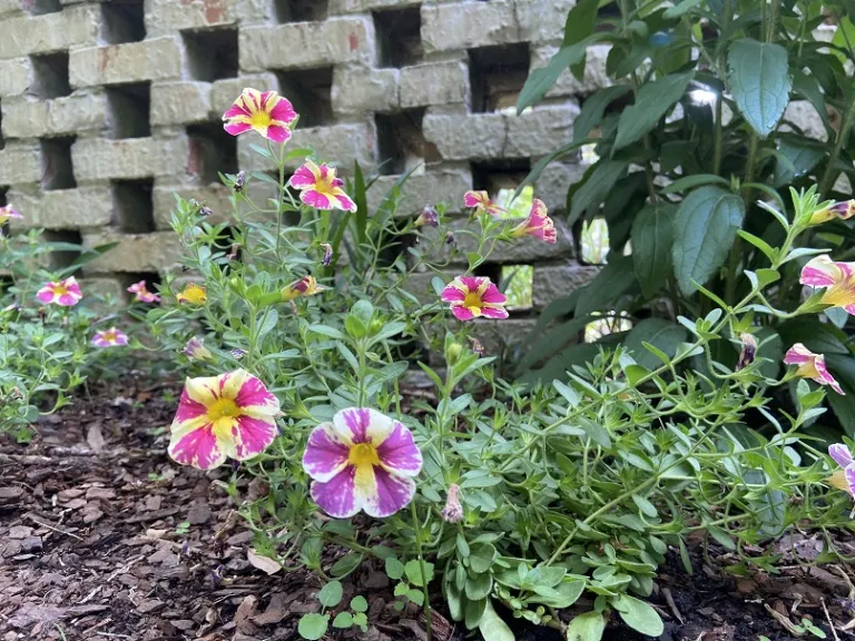 Calibrachoa 'USCALCHSTM' (Superbells® Holy Moly!®) flowering habit