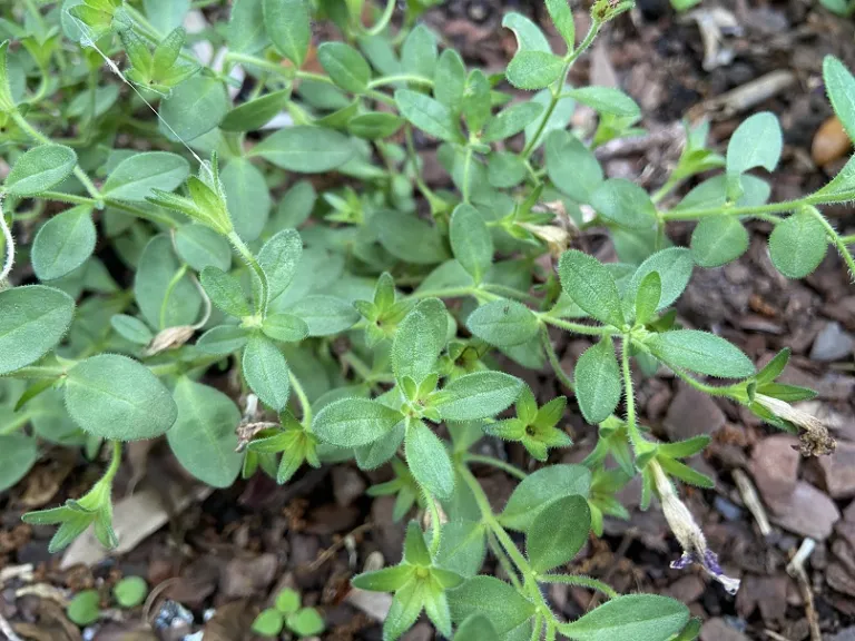 Calibrachoa 'USCALCHSTM' (Superbells® Holy Moly!®) foliage