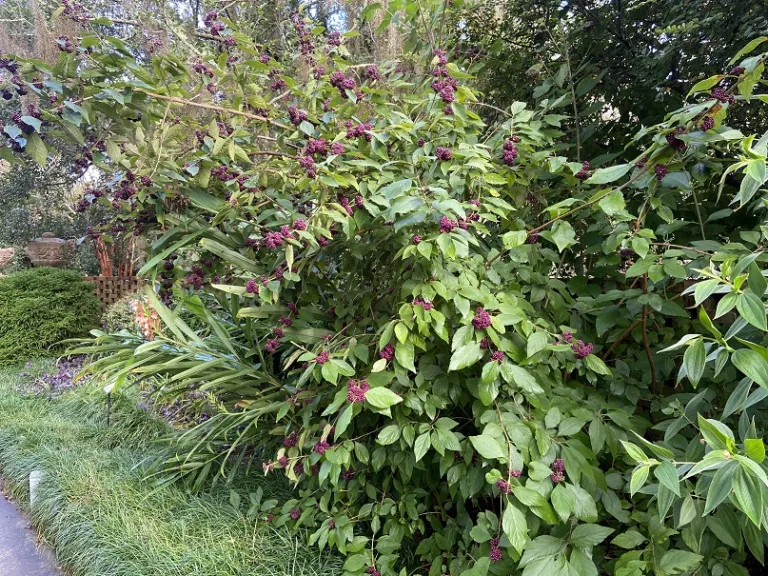 Callicarpa acuminata habit