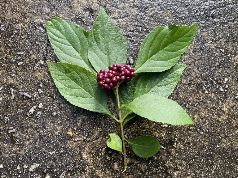 Callicarpa acuminata stem