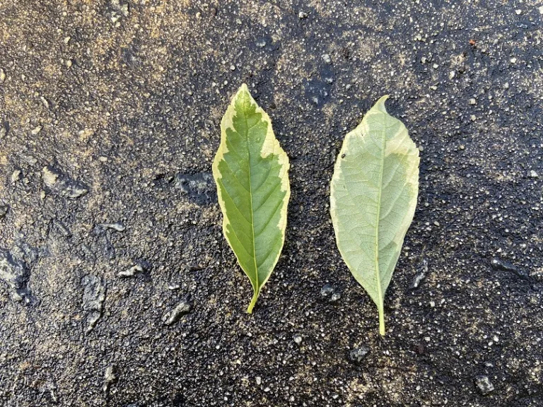 Callicarpa dichotoma f. albifructa 'Duet' leaf front and back