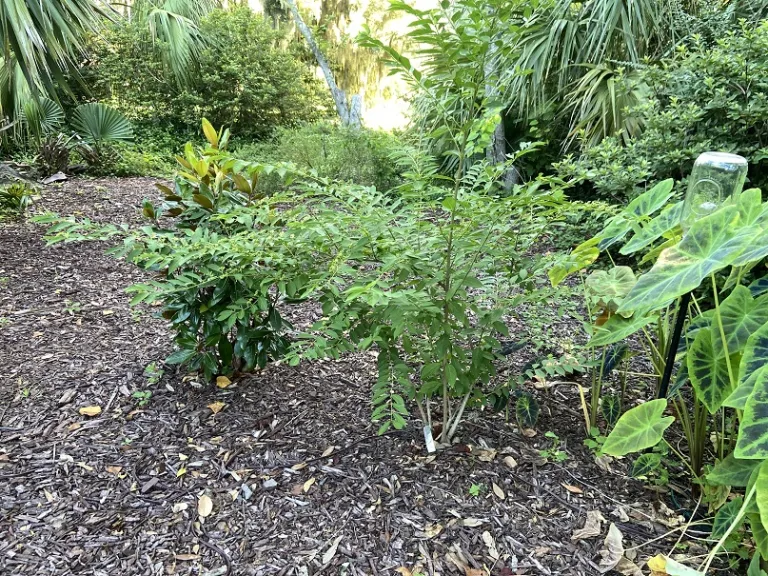 Callicarpa dichotoma f. albifructa early fruiting habit