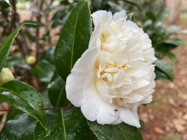 Camellia × williamsii 'Jury's Yellow' flower