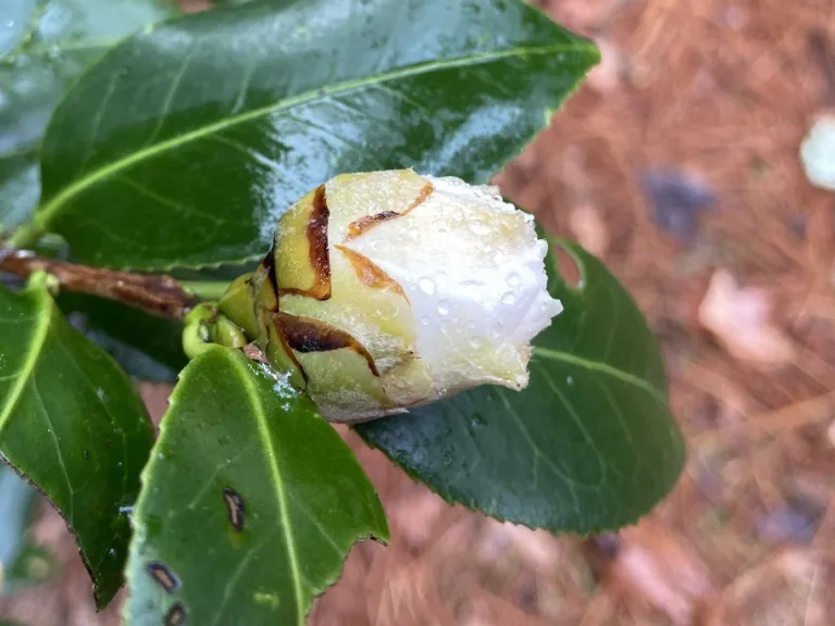 Camellia × williamsii 'Jury's Yellow' flower bud