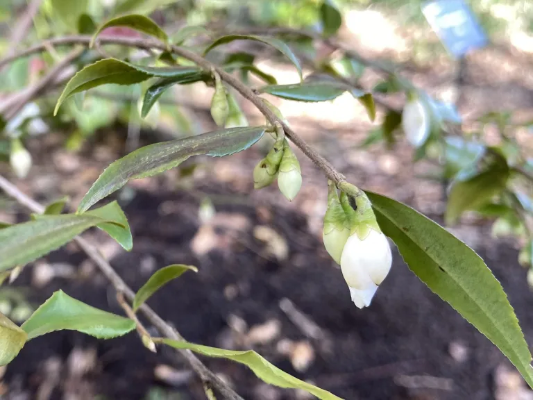 Camellia euryoides flower buds