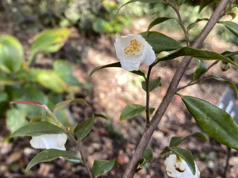 Camellia euryoides flower