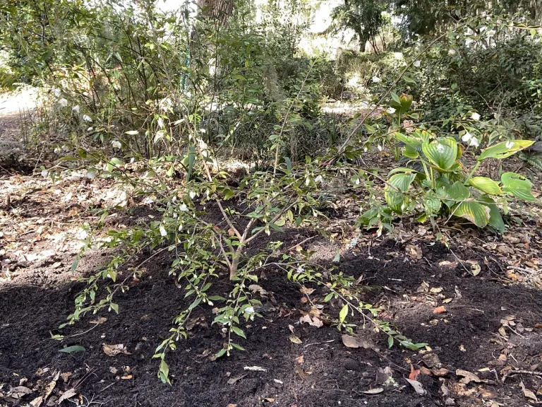 Camellia euryoides habit