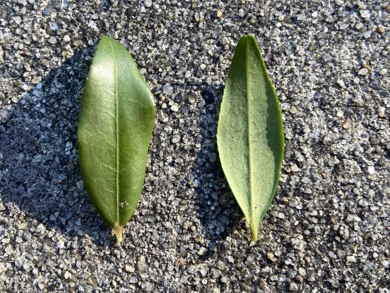 Camellia euryoides leaf front and back