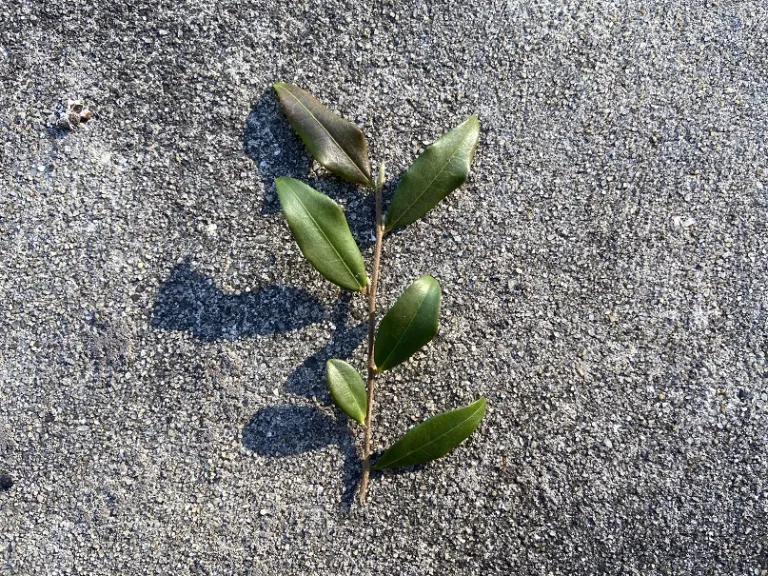 Camellia euryoides stem