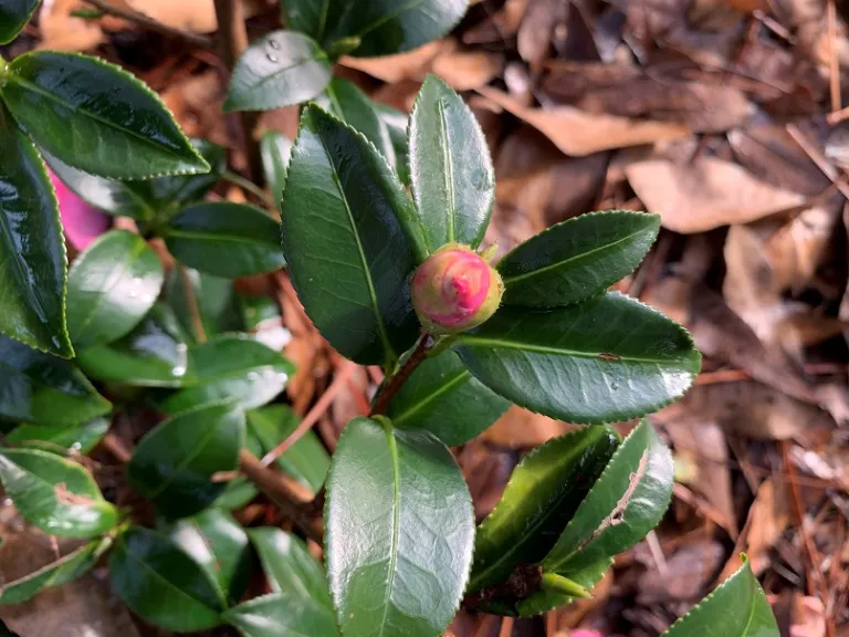 Camellia hiemalis 'Shishi-Gashira' flower bud