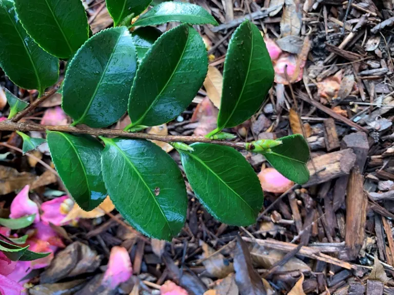 Camellia hiemalis 'Shishi-Gashira' foliage