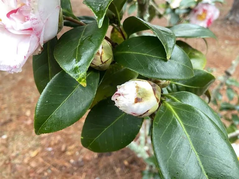 Camellia japonica 'Betty's Beauty' flower bud