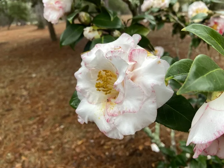 Camellia japonica 'Betty's Beauty' flower