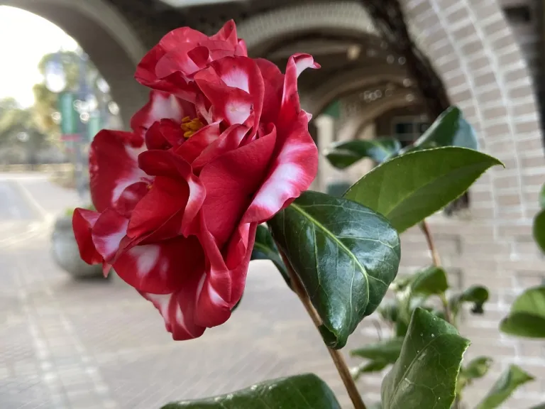 Camellia japonica 'Bev Piet's Smile' flower