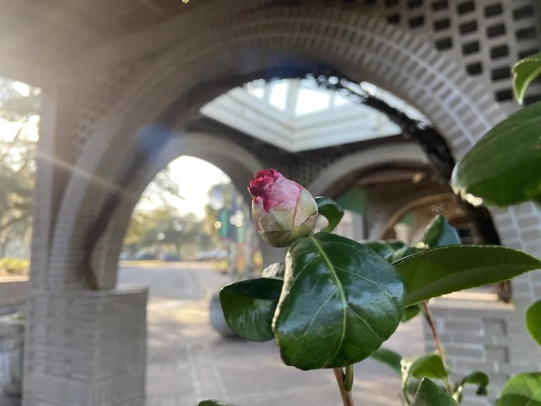 Camellia japonica 'Bev Piet's Smile' flower bud