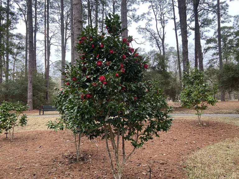 Camellia japonica 'Black Tie' flowering habit