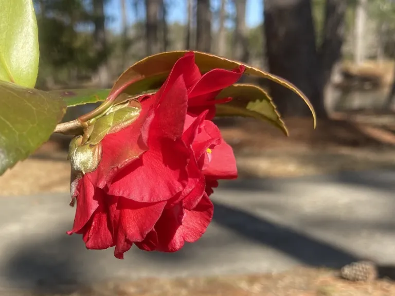 Camellia japonica 'Bobbie Fain Variegated' flower