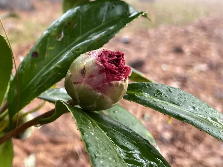 Camellia japonica 'Bobbie Fain Variegated' flower bud