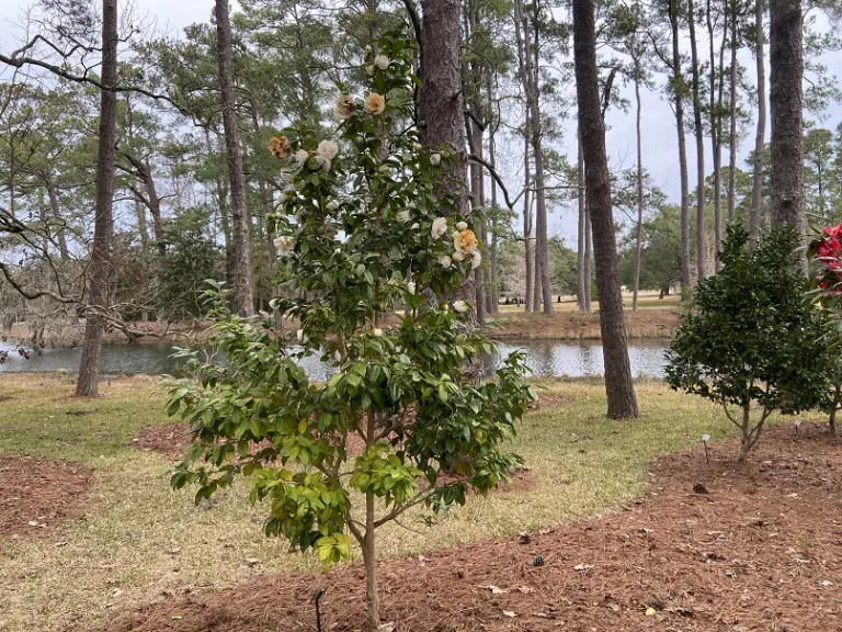 Camellia japonica 'Chow's Han-Ling' flowering habit