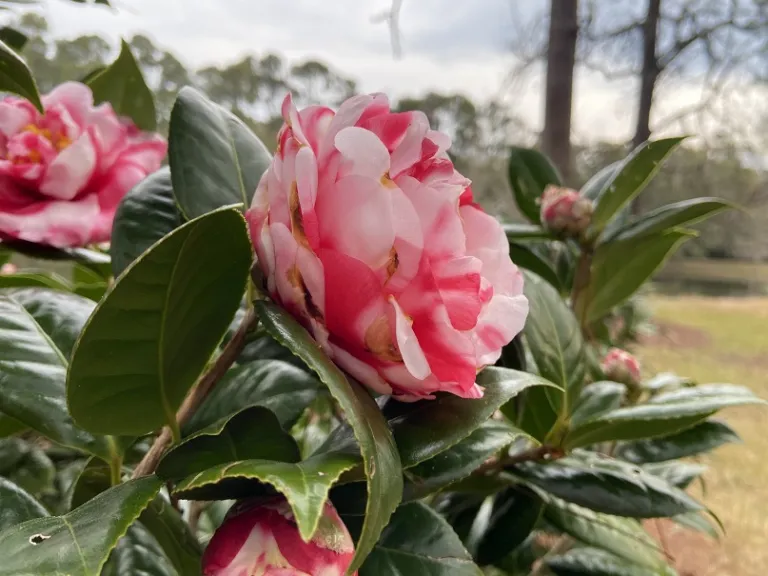 Camellia japonica 'Cleve James Variegated' flower
