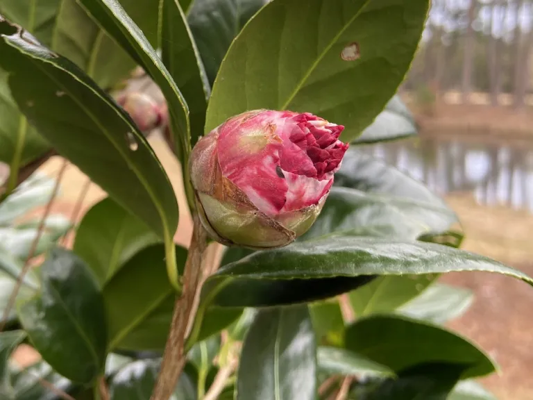 Camellia japonica 'Cleve James Variegated' flower bud