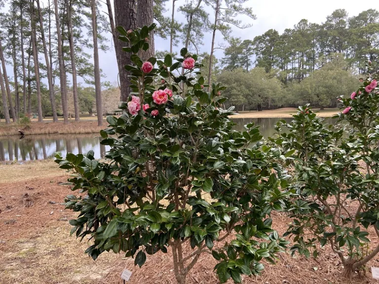 Camellia japonica 'Cleve James Variegated' flowering habit