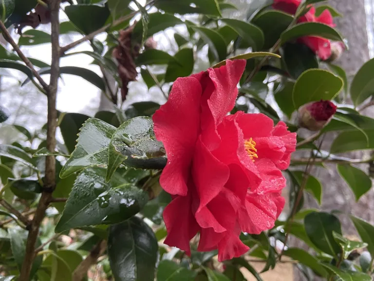 Camellia japonica 'Don-Mac' flower