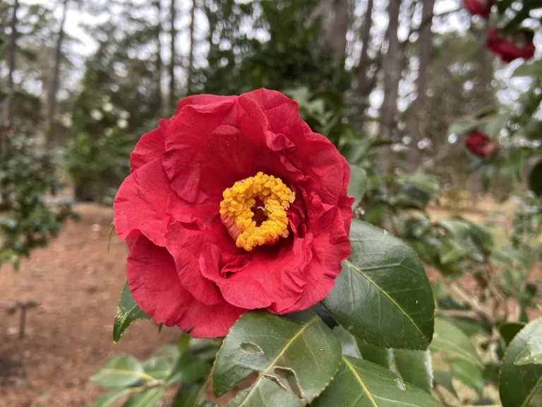 Camellia japonica 'Don-Mac' flower