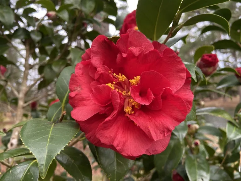 Camellia japonica 'Don-Mac' flower