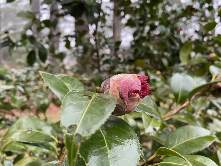 Camellia japonica 'Don-Mac' flower bud