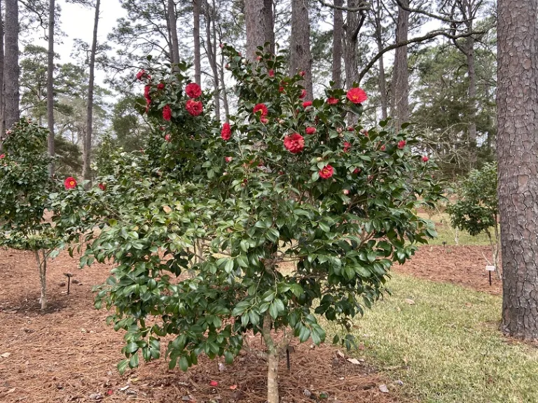 Camellia japonica 'Don-Mac' flowering habit