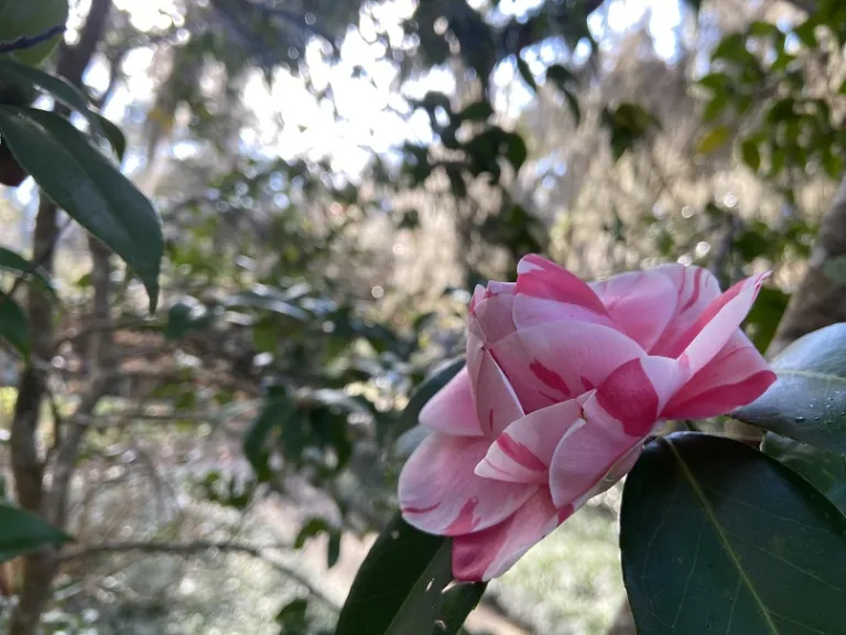 Camellia japonica 'Elizabeth Arden' flower