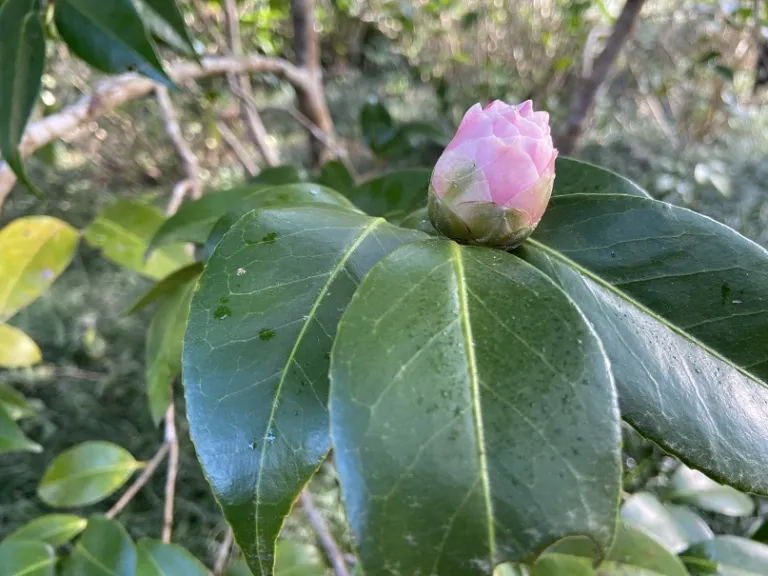 Camellia japonica 'Elizabeth Arden' flower bud