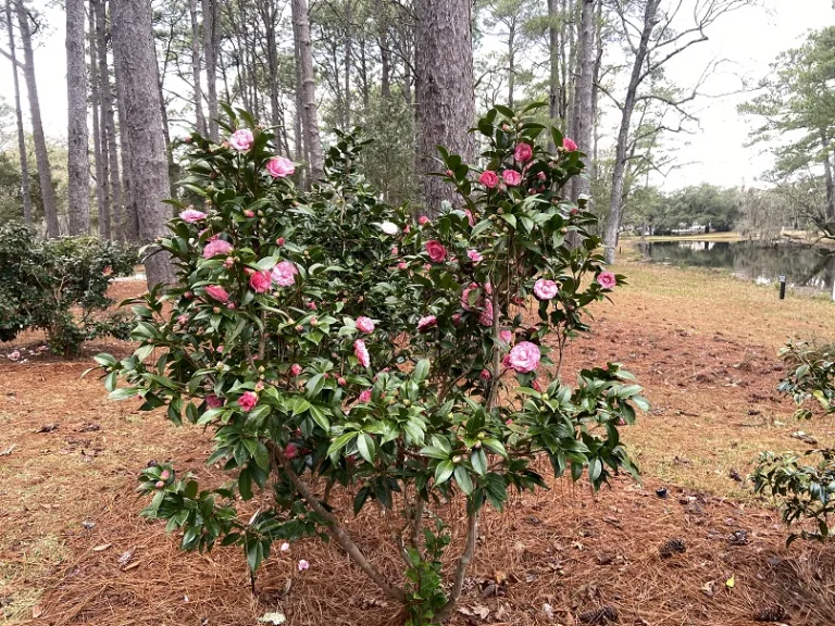 Camellia japonica 'Esther Ann' flowering habit