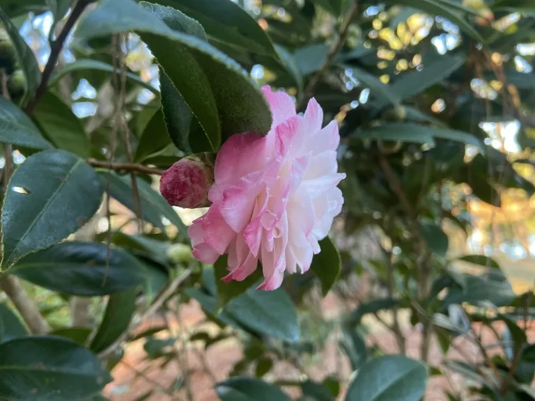 Camellia japonica 'Grace Albritton Blush' flower