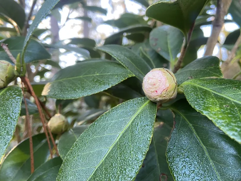 Camellia japonica 'Grace Albritton Blush' flower bud