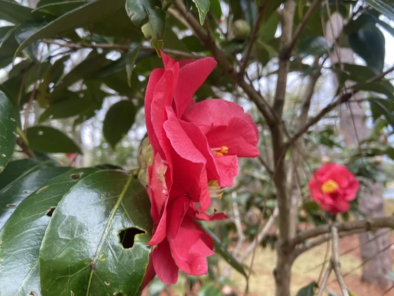 Camellia japonica 'Guilio Nuccio' flower