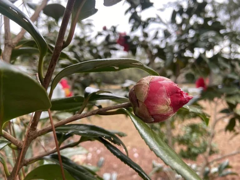 Camellia japonica 'Guilio Nuccio' flower bud