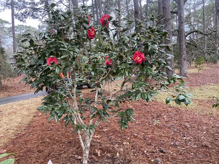 Camellia japonica 'Guilio Nuccio' flowering habit